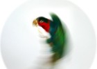 IMG 0989 copy  2012